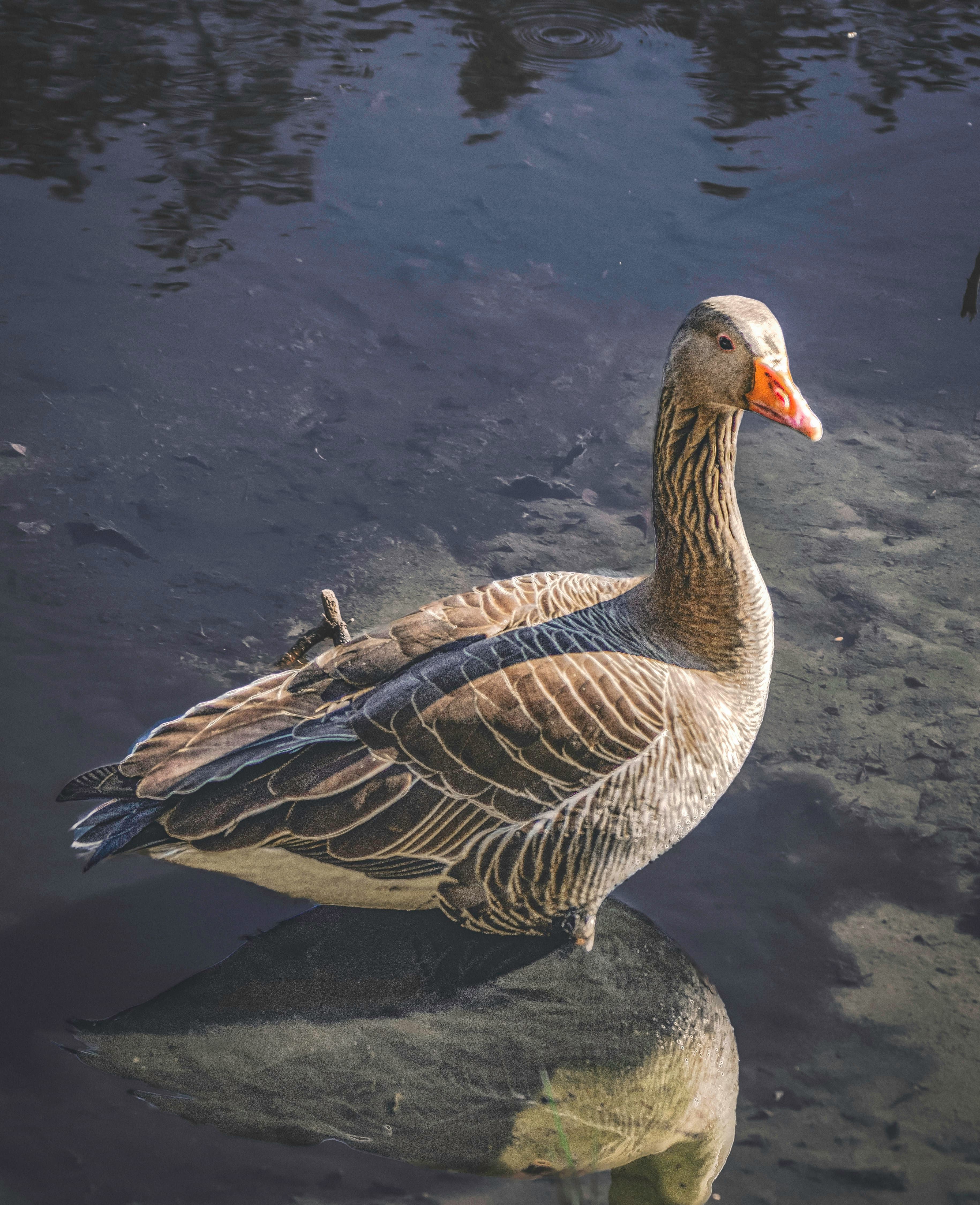 Bird: Taiga Bean Goose